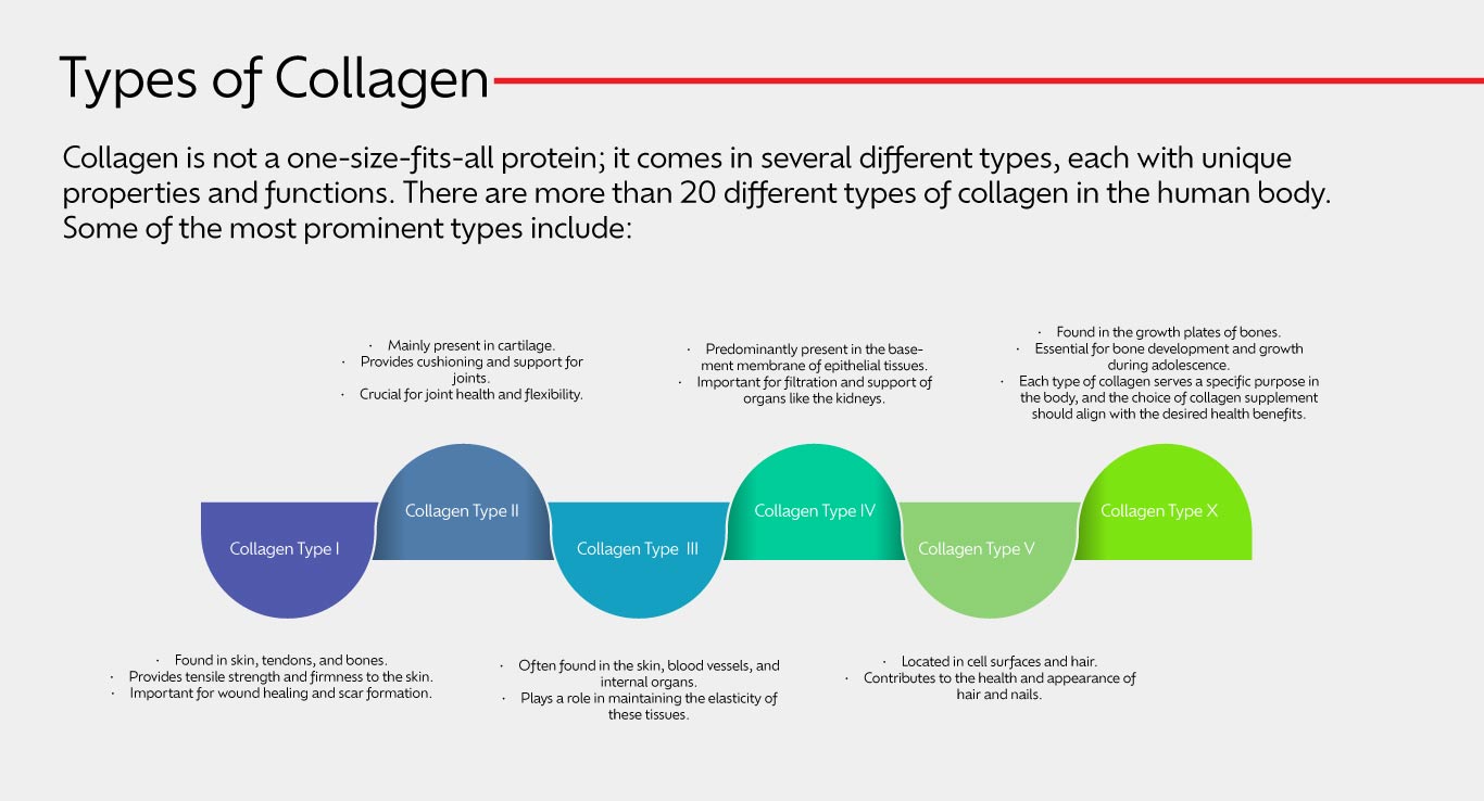 Understanding Collagen: Nature's Building Blocks for Human Health