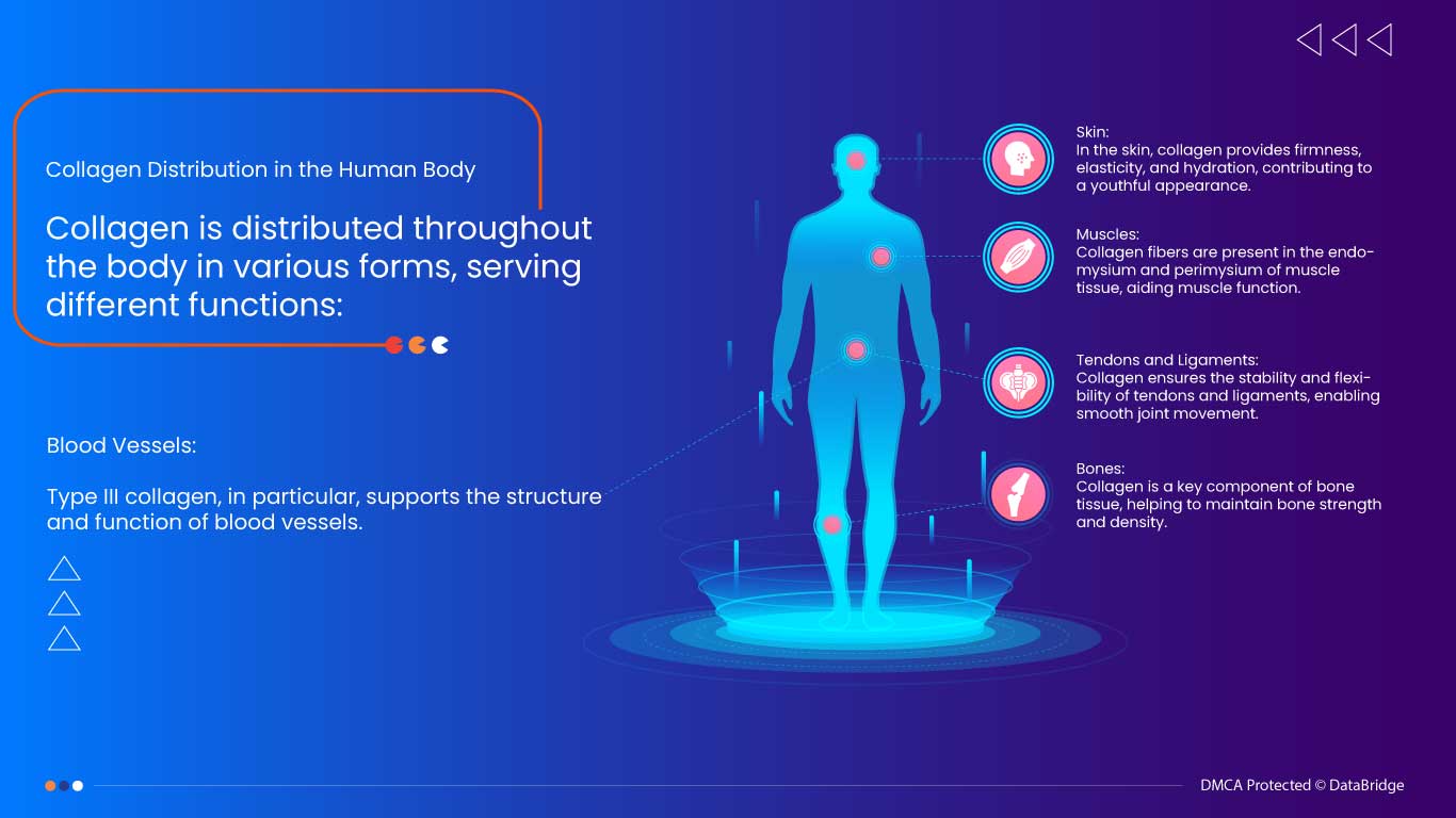 Understanding Collagen: Nature's Building Blocks for Human Health