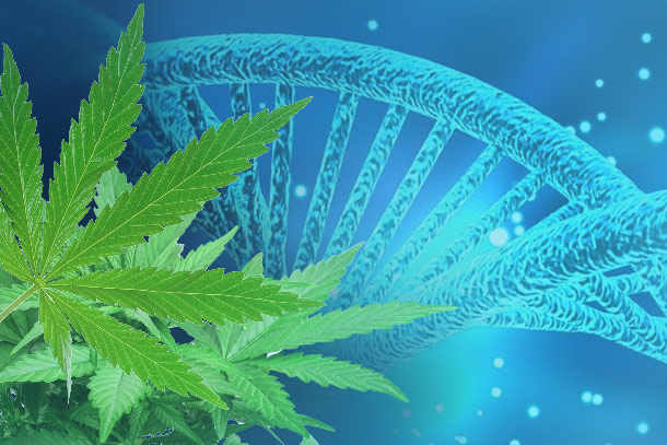 Global Conference on Medical Cannabis and Cannabidiol 2021